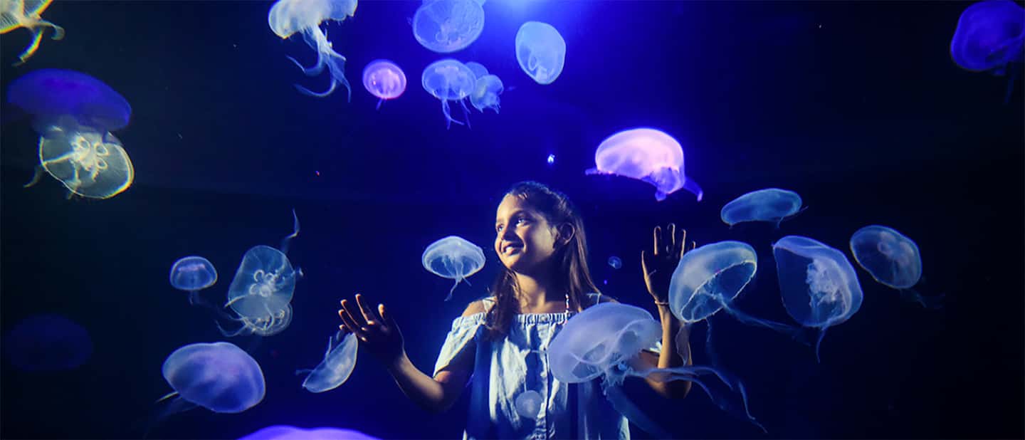 afbeelding n.8 van Mallorca: Toegangbewijs Palma Aquarium met Optionele 3D Bioscoop activiteit in Palma de Mallorca, geüpload door aanbieder