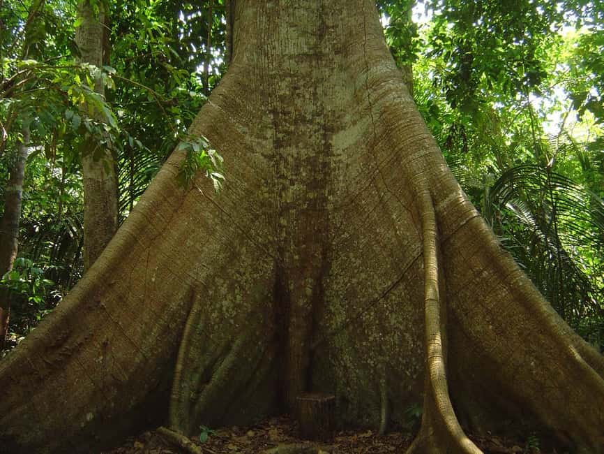 imagen n.º 7 de Manaus : Safari por el Archipiélago de Anavilhanas actividad en Región Norte, subida por el proveedor