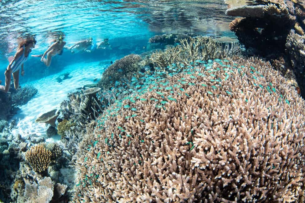 image n.27 of From Cairns: Great Barrier Reef Snorkel & Dive Adventure activity in Cairns, uploaded by supplier