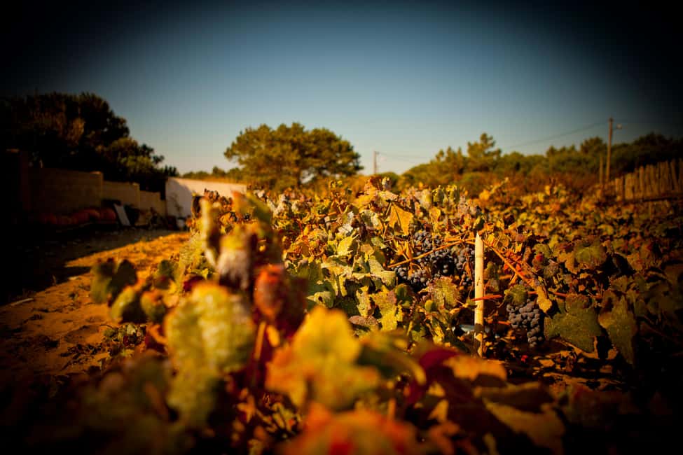 image n.3 of Visit to Colares Vineyards - Hélder Cunha Winemaker activity in Colares, uploaded by supplier