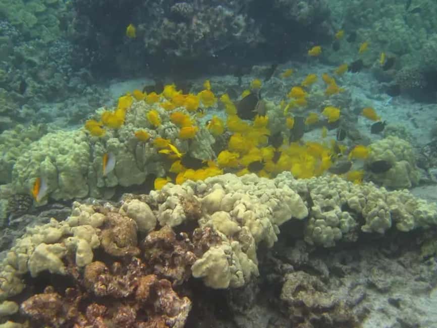 image n.8 of Kona: Captain Cook Snorkel Tour activity in Honaunau-Napoopoo, uploaded by supplier