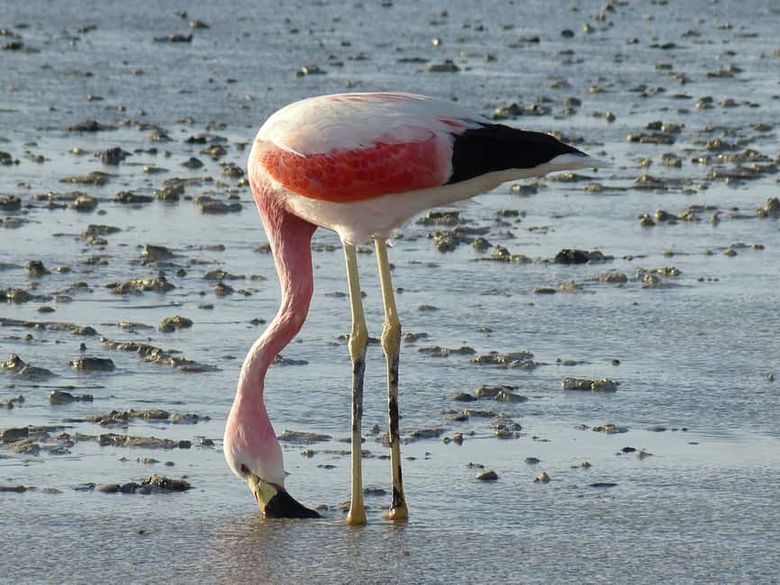 image n.14 of From La Paz: Uyuni Salt Flats & Lagoons 5-Day Tour activity in Sur Lipez Province, uploaded by supplier