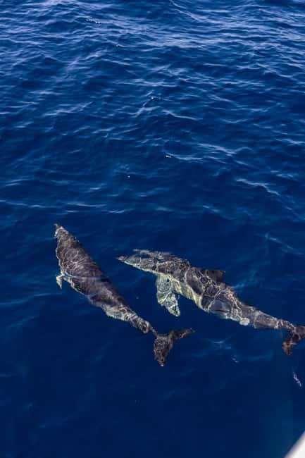 image n.7 of Vilamoura: Boat Tour Dolphin Quest activity in Vilamoura, uploaded by supplier