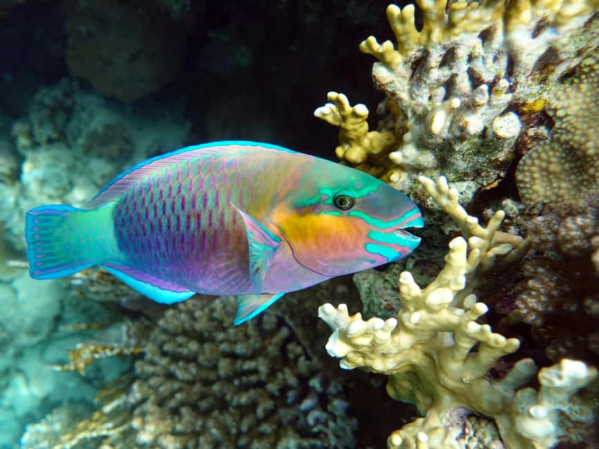 Immagine nº 8 di Muscat: Tour di snorkeling delle isole Daymaniat con rinfresco attività a Oman, caricata dal fornitore