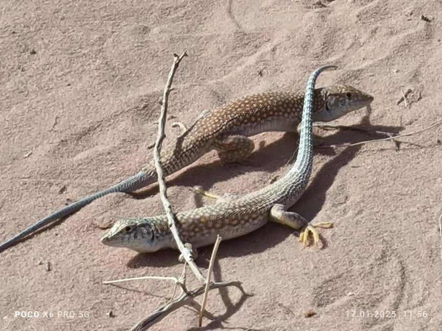 bild nr.19 av WADI RUM: Halvdagsutflykt i JEEP på morgonen eller i solnedgången aktivitet i Akaba, uppladdad av arrangören