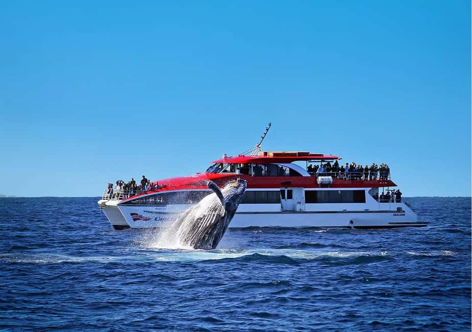 image n.3 of Sydney: Whale Watching Cruise & Wildlife Experience activity in Sydney, uploaded by supplier