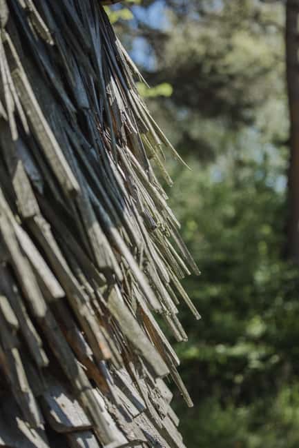 image n.12 of Copenhagen: The Six Forgotten Giants Hunt and Nature Walk activity in Copenhagen, uploaded by supplier