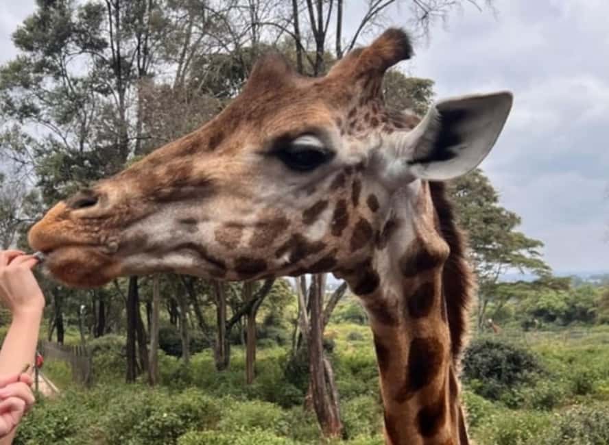 image n.6 of Nairobi National Park, Elephant Orphanage & Giraffe Centre activity in Nairobi, uploaded by supplier