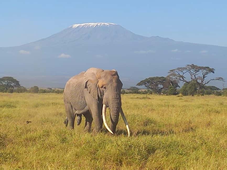 image n.19 of DAY TRIP AMBOSELI NATIONAL PARK FROM NAIROBI BUDGET SAFARI. activity in Central Kenya, uploaded by supplier