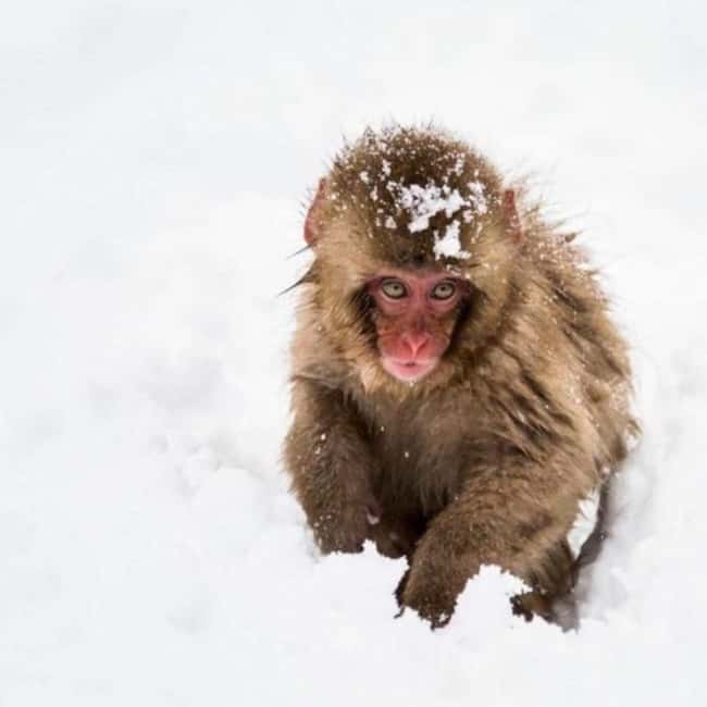 image n.8 of From Tokyo: Private Tour Snow Monkey Park & Zenko-ji Temple activity in Nagano, uploaded by supplier
