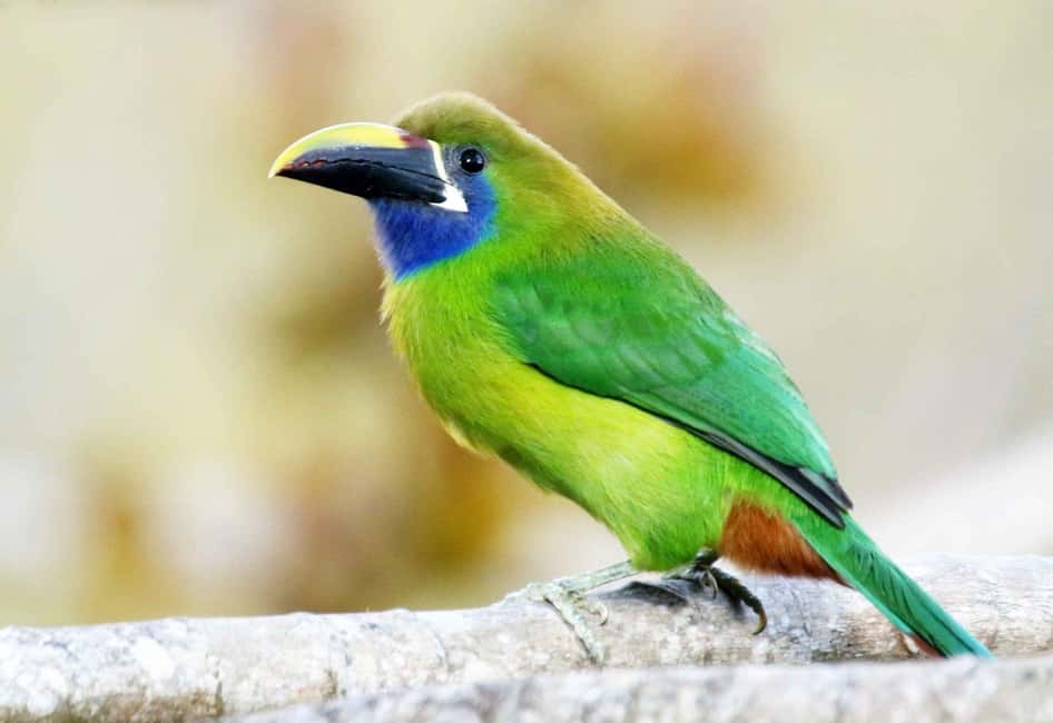 image n.45 of Carara National Park: Best Tour Carara National Park-One Day activity in Puntarenas Province, uploaded by supplier