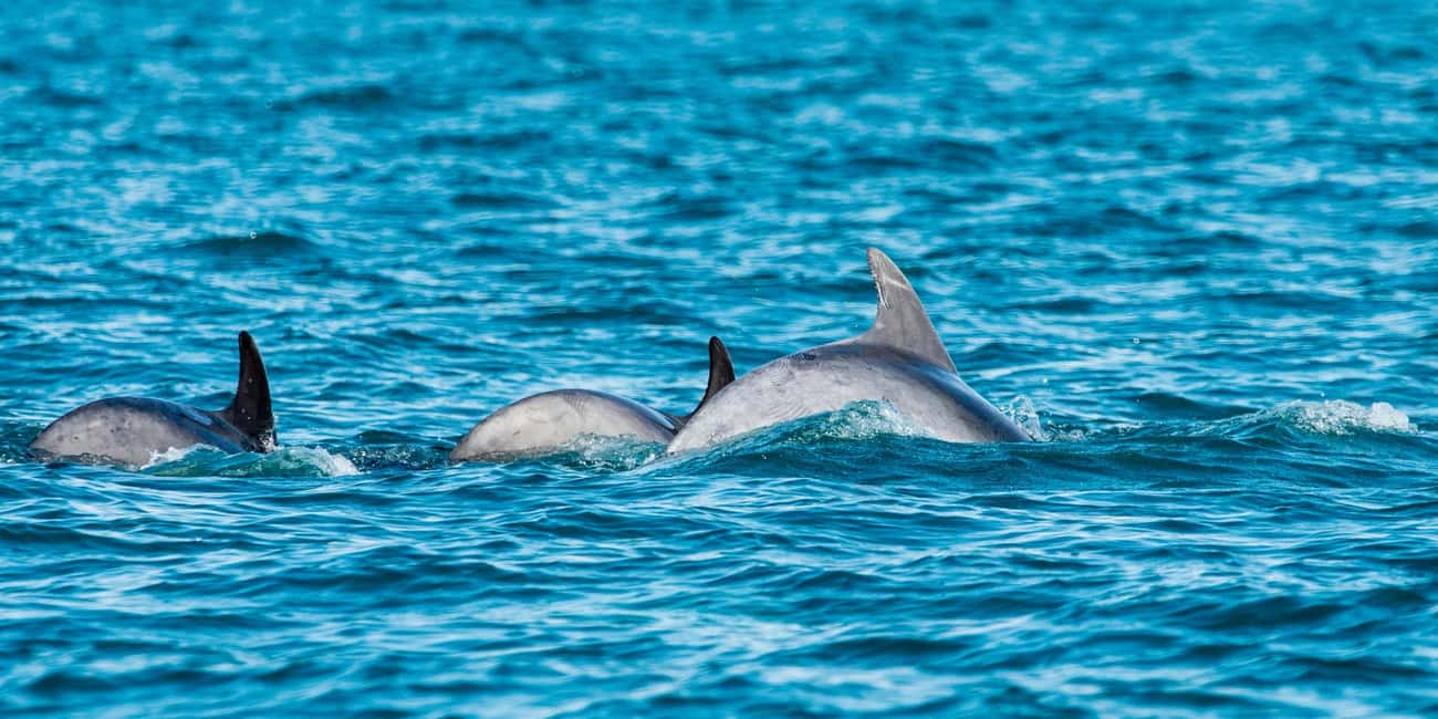 Immagine nº 1 di Muscat: gita in barca per l'osservazione dei delfini con spuntini attività a Mascate, caricata dal fornitore