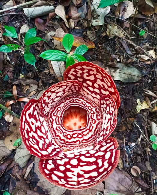 billede nr.2 af aktiviteten Tambunan: Rafflesia Flower Trekking med rustik frokost i Kota Kinabalu, uploadet af udbyder