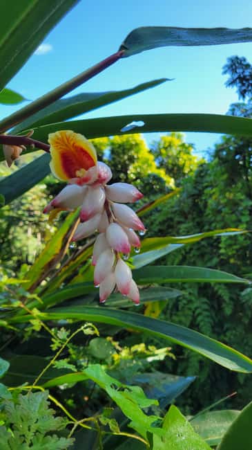 Obraz nr 25 z atrakcji Z San Juan: Wycieczka do lasu deszczowego El Yunque i kiosków Luquillo w Río Grande, Portoryko, przesłany przez organizatora