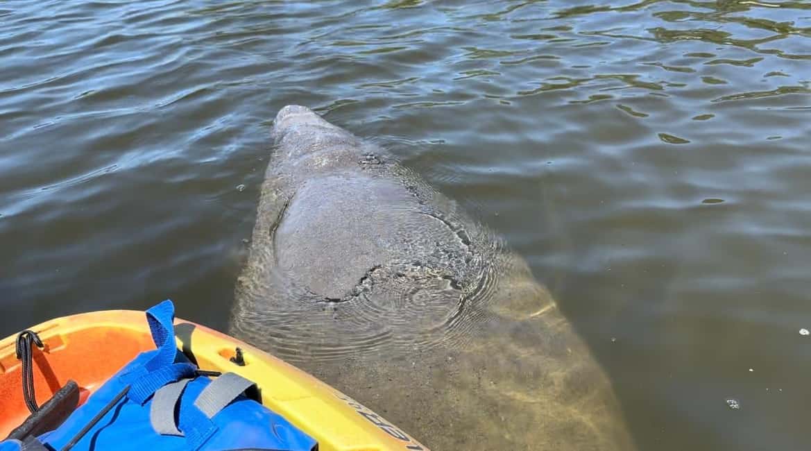 image n.3 of Bradenton: Anna Maria Island Guided Kayaking Manatee Tour activity in Bradenton, Florida, uploaded by supplier