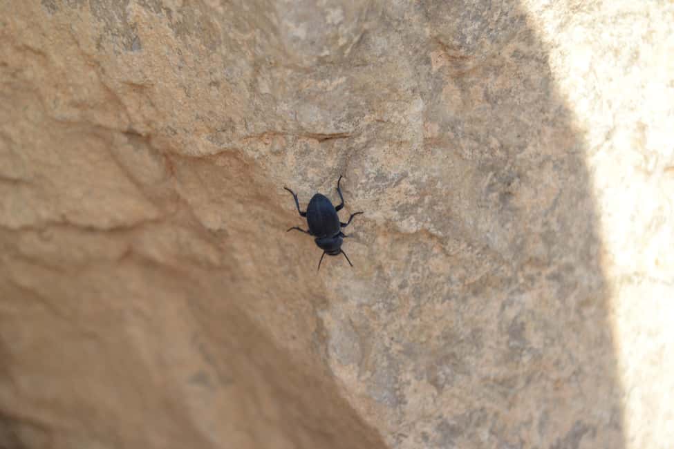 billede nr.63 af aktiviteten Dagstur fra Fes til Volubilis via Meknes og Moulay Idriss i Meknès, uploadet af udbyder