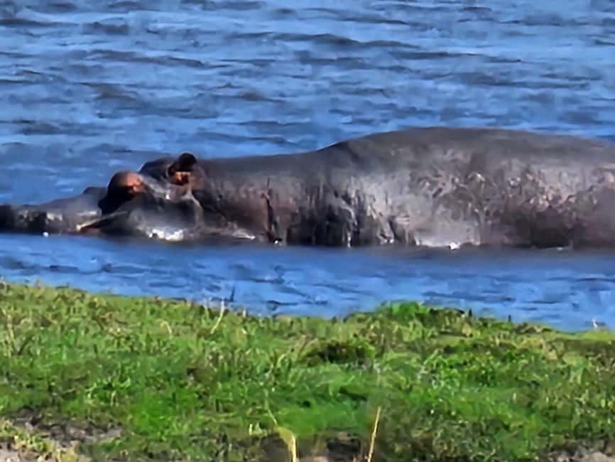 image n.4 of Chobe Day Trip - From Vic Falls activity in Victoria Falls Town, uploaded by supplier