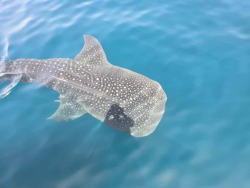 Immagine nº 4 di Isola di Daymaniyat: tour di snorkeling con pranzo gustoso attività a Seeb, caricata dal fornitore