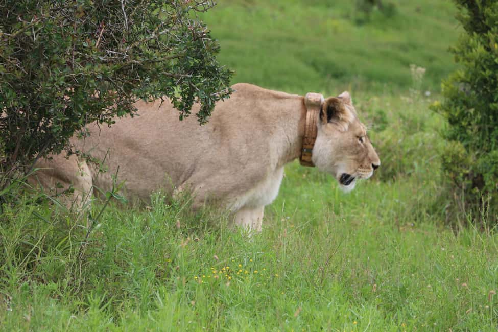 image n.14 of Addo Elephant National Park Game Drive Day Tour With Lunch activity in Eastern Cape, uploaded by supplier