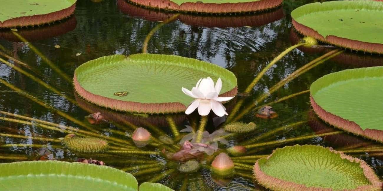 image n.4 of Iquitos Jungle 3 days activity in Huanuco Region, uploaded by supplier