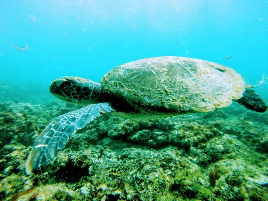 imagem n.18 de Passeio de snorkeling com guia local certificado atividade em Pedra de Lume, carregada pelo fornecedor