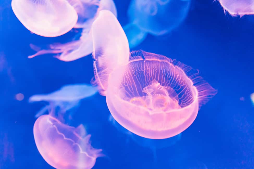 Image N°13 de Gênes : Aquarium de Gênes avec déjeuner activité à Gênes, publiée par le prestataire