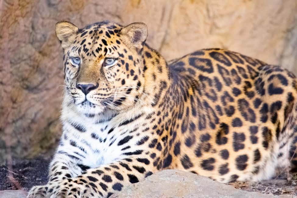 Immagine nº 17 di New Orleans: Biglietto per lo zoo di Audubon e opzione combinata attività a New Orleans, caricata dal fornitore
