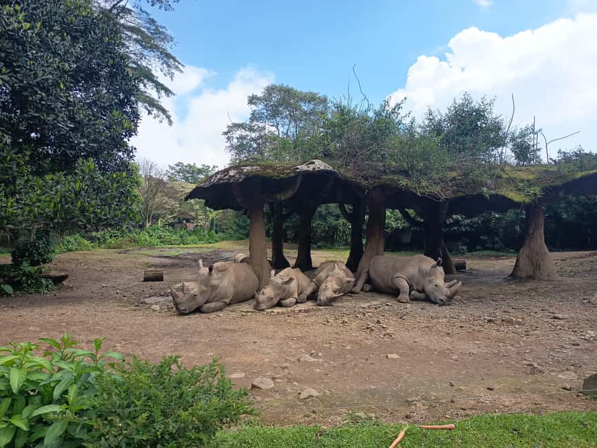 image n.23 of Jakarta : Taman Safari, Panda Palace, and Waterfall activity in Bogor, uploaded by supplier