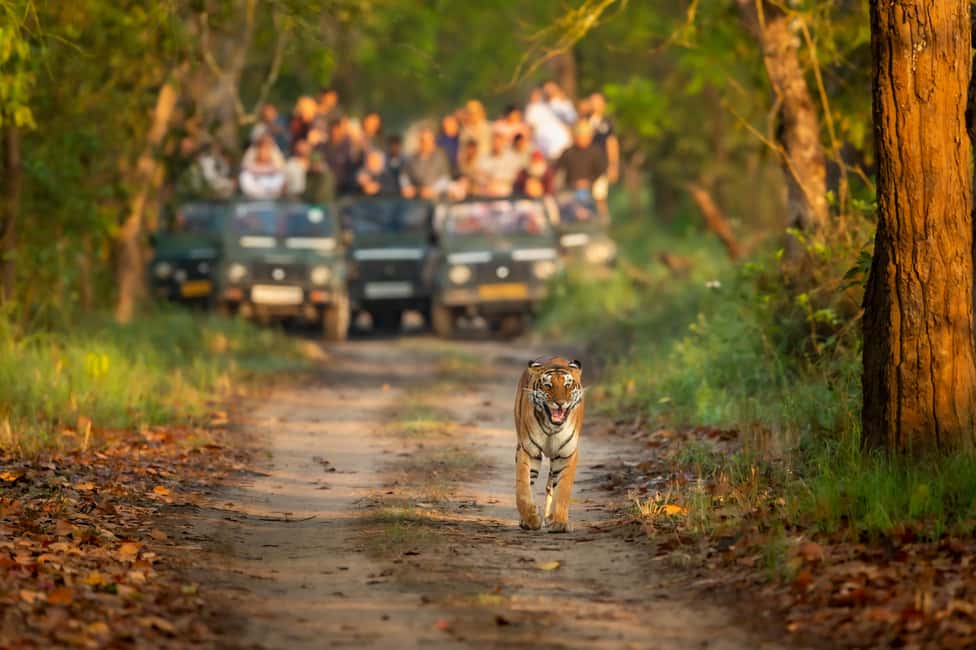 image n.1 of Kathmandu/Pokhara: 3 Day Chitwan Jungle Safari Tour activity in Pashchimanchal, Western Region, uploaded by supplier