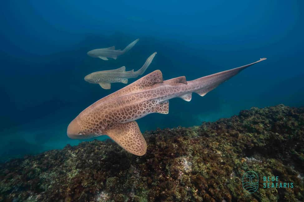 image n.2 of Byron Bay: Snorkelling Tour of Julian Rocks "Nuthungulli" activity in Byron Bay, uploaded by supplier