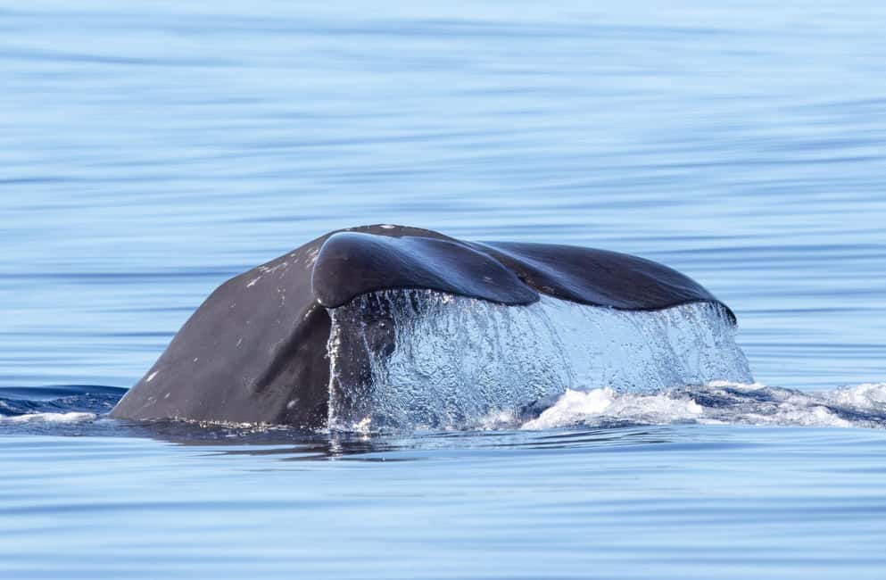 image n.2 of São Miguel: Whale-Watching Cruise with Marine Biologist activity in Ponta Delgada, uploaded by supplier