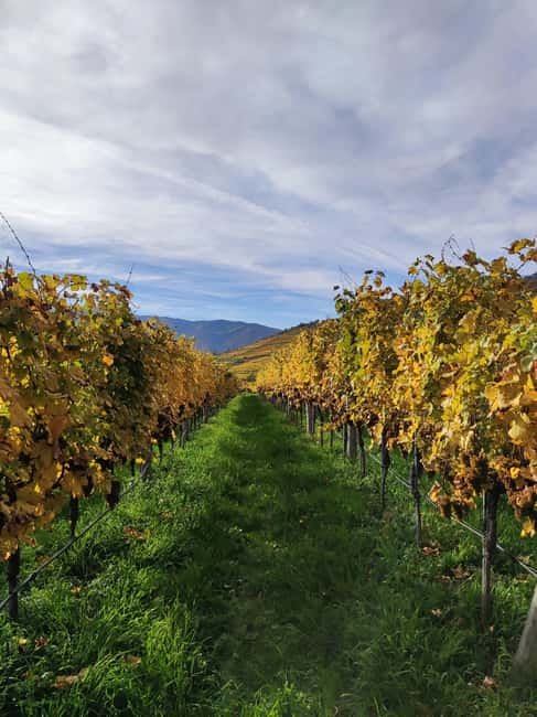 Bild Nr. 15 von Wachau Tal: 3 Schlösser & Wein Private geführte Tagestour Aktivität in Klosterneuburg, hochgeladen vom Anbieter
