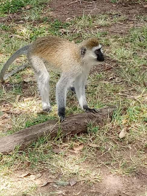 image n.3 of Overnight safari to Tsavo East from Mombasa / Diani Beach activity in Coast Province, uploaded by supplier