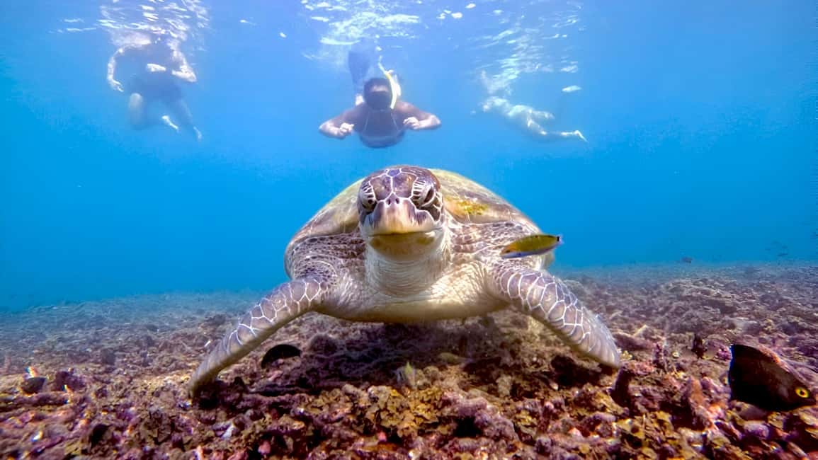 billede nr.3 af aktiviteten Koh Tao: Snorkeltur til øen Nang Yuan og skjulte bugter i Thailandbugten, uploadet af udbyder