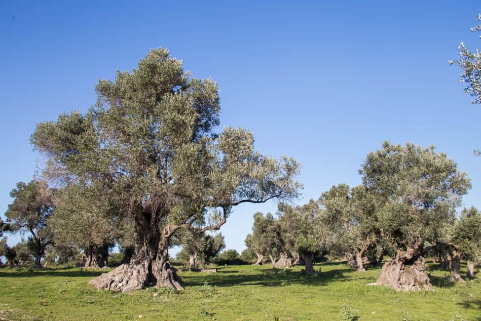 image n.5 of Rethymno: Olive Oil Tasting with Cretan Food Pairing activity in Crete, uploaded by supplier