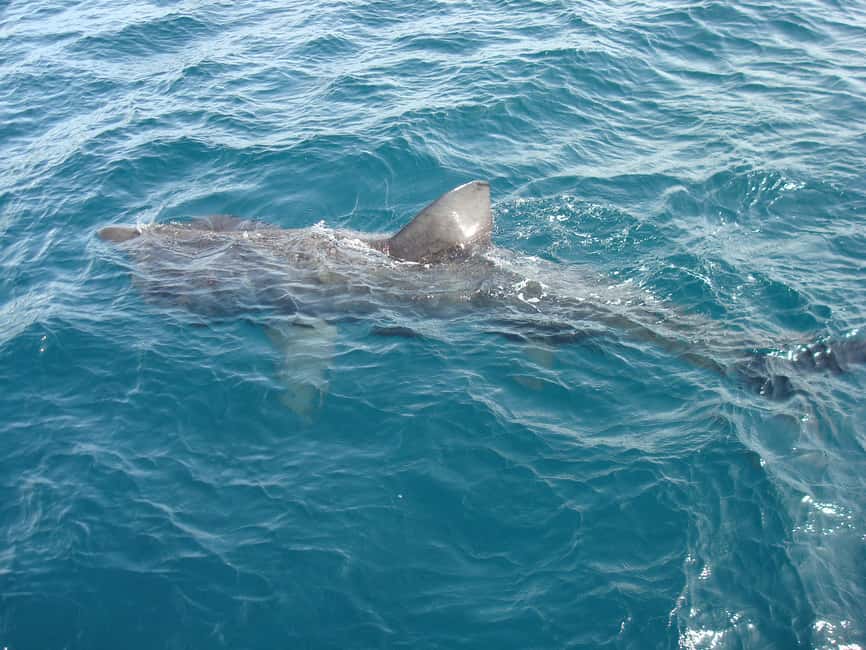 imagen n.º 7 de Dingle: Excursión ecológica por la Isla Blasket con observación de la fauna salvaje actividad en Munster, Irlanda, subida por el proveedor
