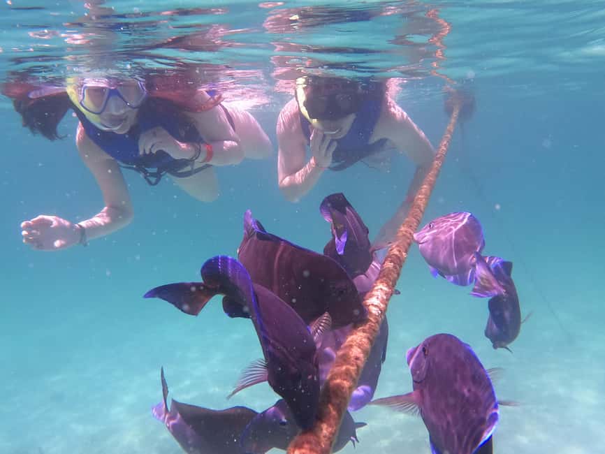 image n.20 of Akumal: Guided Turtle Snorkeling Tour and pictures activity in Akumal, uploaded by supplier