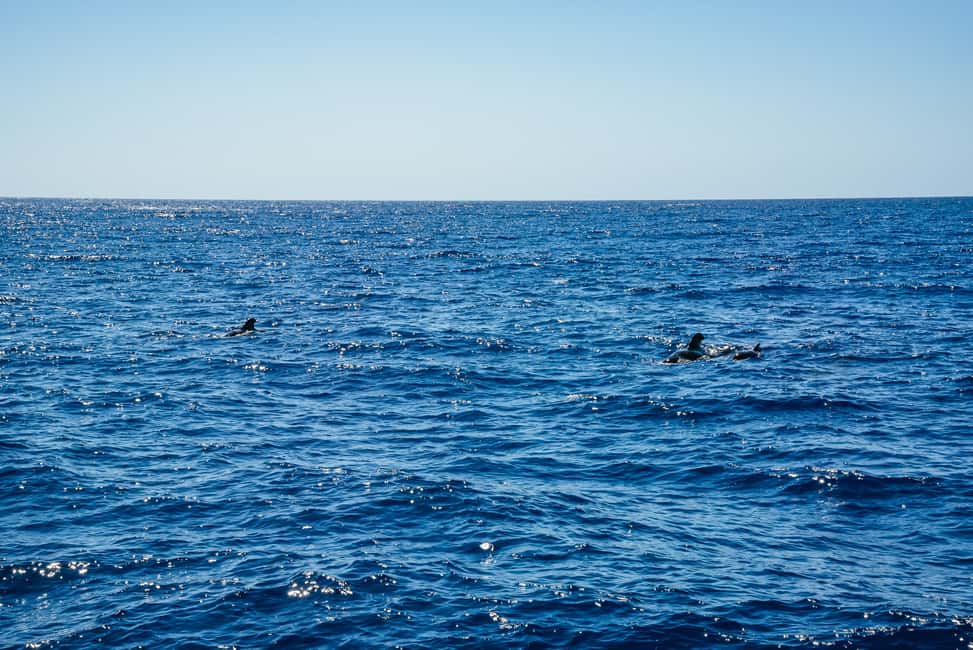 Bild Nr. 10 von Funchal: Delfin- und Walbeobachtung mit dem Luxuskatamaran Aktivität in Câmara de Lobos, hochgeladen vom Anbieter