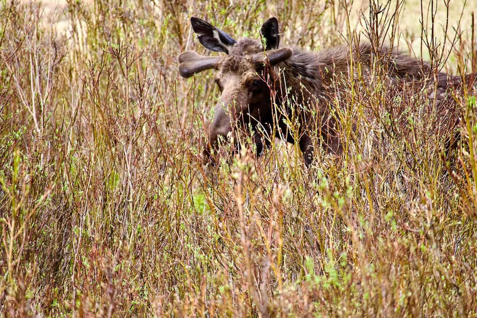 image n.9 of Estes Park: Rocky Mountain National Park Glass-Top Bus Tour activity in Colorado, uploaded by supplier