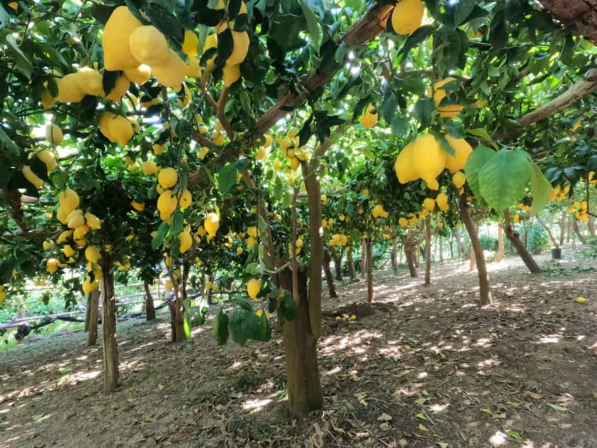 image n.2 of Maiori: Amalfi Coast Path of Lemons Day Trip with Tastings activity in Maiori, uploaded by supplier
