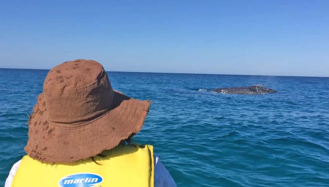 image n.3 of Whale Watching Ocean Kayak & Beach 4X4 Tour Noosa activity in Gympie, uploaded by supplier