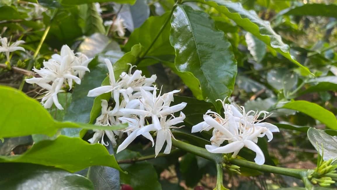 Bild Nr. 5 von Boquete, Panama: Specialty Coffee Tour Aktivität in Bajo Boquete, hochgeladen vom Anbieter