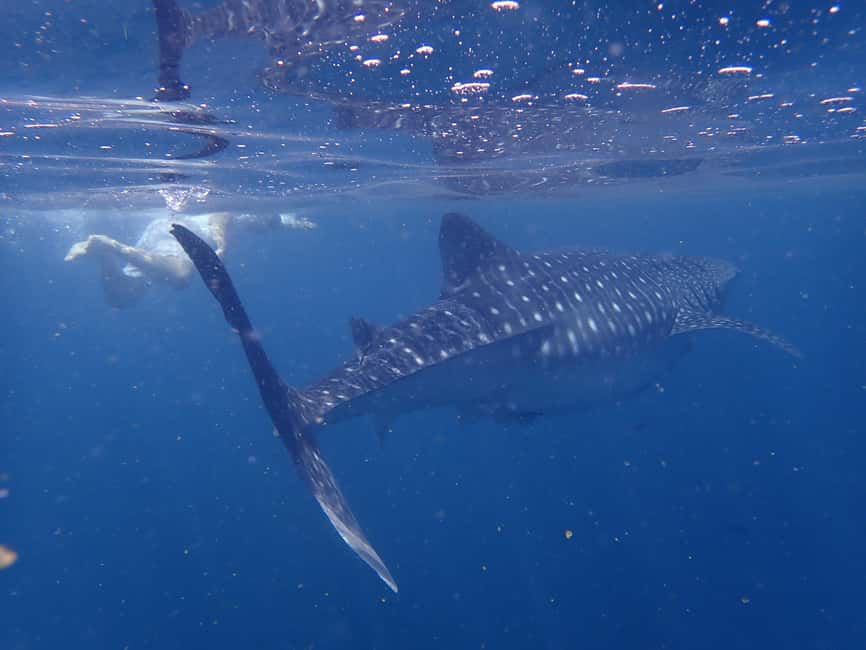 Immagine nº 5 di Da Al-Seeb: gita in barca alle isole Dimaniyat con snorkeling attività a Seeb, caricata dal fornitore