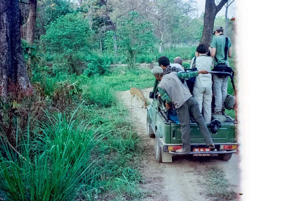 image n.33 of From Kathmandu/Pokhara: 3 Day All-Inclusive Chitwan Safari activity in Pashchimanchal, Western Region, uploaded by supplier