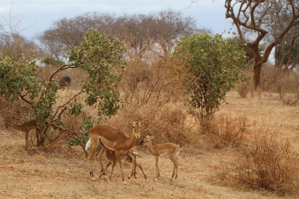 image n.17 of Mombasa: 3-Days 2-Nights Tsavo East and West Private Safari. activity in Coast Province, uploaded by supplier
