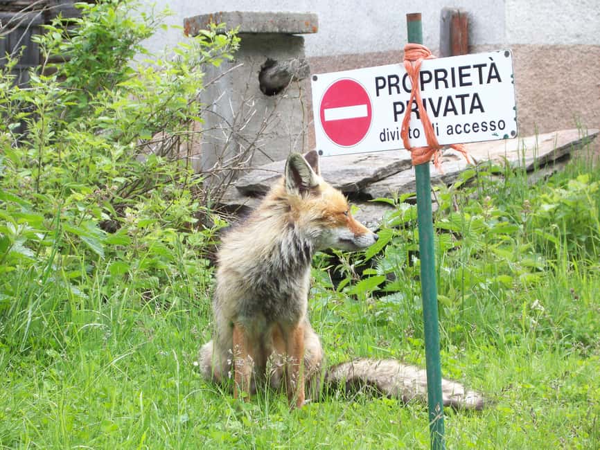 image n.2 of OUR FANTASTIC NATIONAL PARK! activity in Aosta Valley, uploaded by supplier