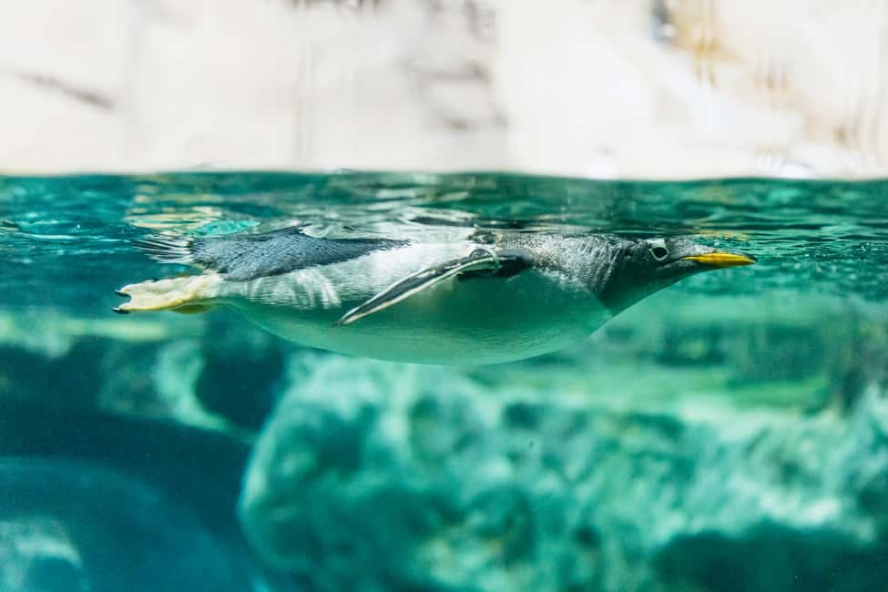 Image N°2 de Gênes : Aquarium de Gênes avec déjeuner activité à Gênes, publiée par le prestataire