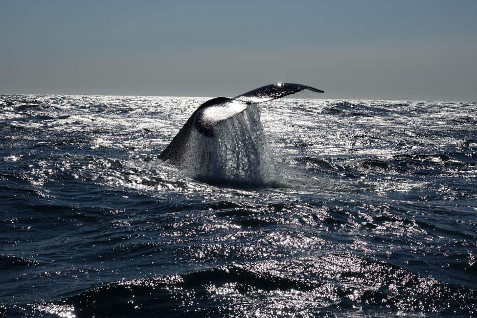 imagen n.º 15 de Reikiavik: Crucero de avistamiento de ballenas y vida marina actividad en Vesturland, subida por el proveedor