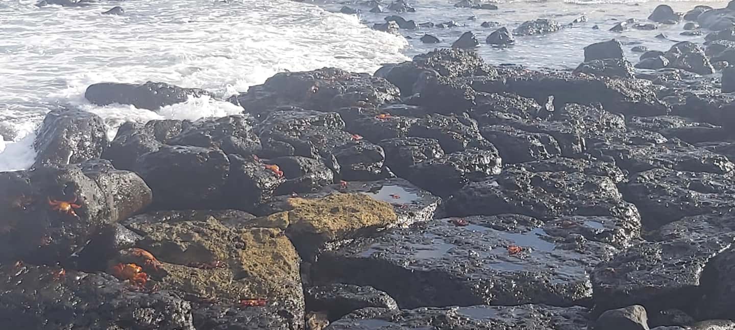 image n.16 of Half Day Bay Tour in Santa Cruz Island activity in Puerto Ayora, uploaded by supplier