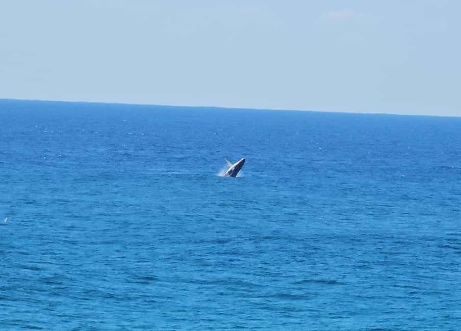 image n.9 of From Brisbane: North Stradbroke Island Wildlife Adventure activity in Brisbane, uploaded by supplier